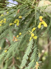 Taxodiomyia