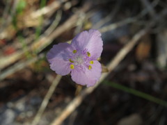 Callisia ornata