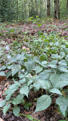 Circaea lutetiana