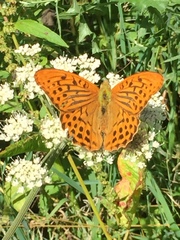Argynnis paphia
