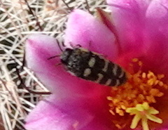 Acmaeodera alicia