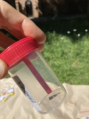 Agriphila straminella