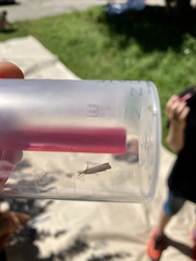 Agriphila straminella