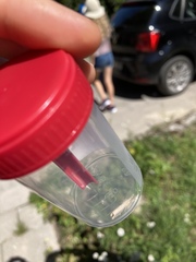 Agriphila straminella