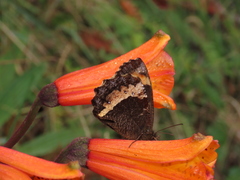 Pedaliodes thiemei