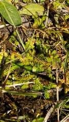 Selaginella helvetica