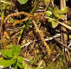 Selaginella helvetica