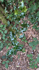 Ilex aquifolium