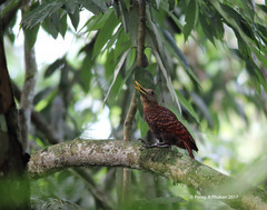 Blythipicus pyrrhotis