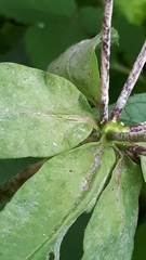 Podosphaera euphorbiae