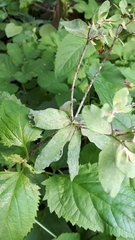 Podosphaera euphorbiae