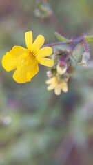 Nemesia gracilis