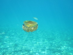 Cotylorhiza tuberculata