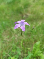 Campanula patula