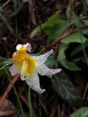 Erythronium helenae