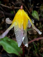 Erythronium helenae