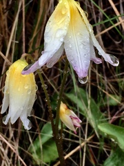 Erythronium helenae