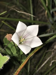 Spigelia alabamensis