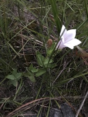 Spigelia alabamensis