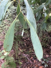 Acacia obliquinervia