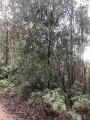 Acacia obliquinervia