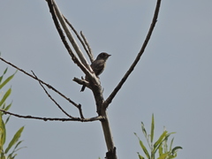 Muscicapa dauurica
