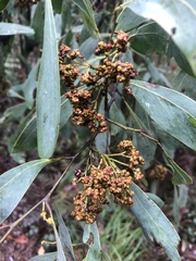 Acacia obliquinervia