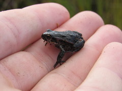 Cape Mountain Toad photo 3
