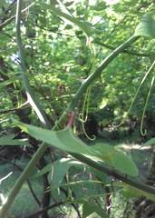 Smilax excelsa