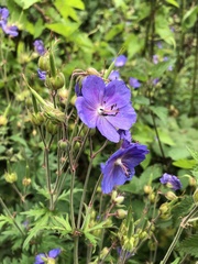 Geranium pratense
