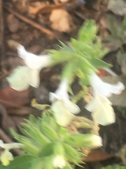 Stachydeae