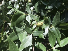 Carya glabra megacarpa
