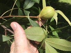 Carya glabra megacarpa