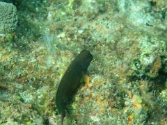 Ophioblennius macclurei