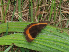 Pedaliodes thiemei