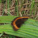 Pedaliodes thiemei - Photo (c) Lepidoptera Colombiana 🇨🇴, alguns direitos reservados (CC BY-NC), uploaded by Lepidoptera Colombiana 🇨🇴