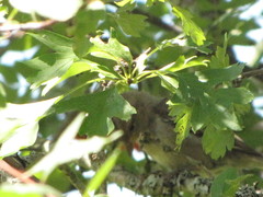 Zonotrichia leucophrys