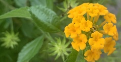 Lantana × hybrida