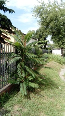 Ailanthus altissima