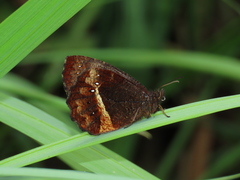 Pedaliodes baccara baccara