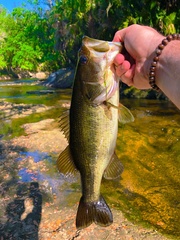 Largemouth Bass photo 3