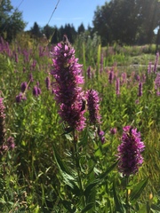 Lythrum salicaria