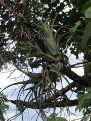 Tillandsia flexuosa