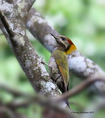Picus chlorolophus