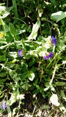 Anchusa officinalis
