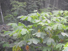 Cnidoscolus multilobus