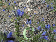 Echium vulgare