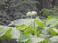 Cnidoscolus multilobus