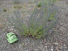 Echium vulgare