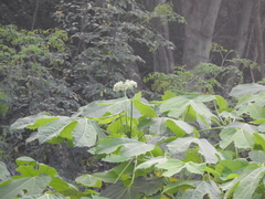 Cnidoscolus multilobus